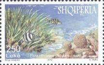 Neptune Grass (Posidonia Oceanica), Fish, and Coral