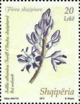 Squill (Scilla albanica)