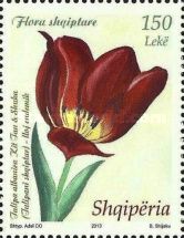 Albanian tulip (Tulipa albanica)