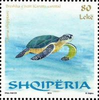 Loggerhead (Caretta caretta)