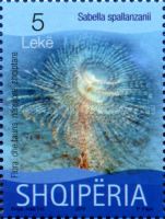 Mediterranean Fanworm (Sabella spallanzanii)