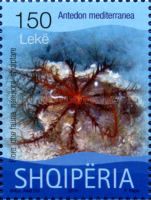 Mediterranean Feather Star (Antedon mediterranea)