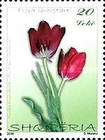 Tulip (Tulipa kosovarica)
