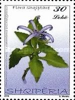 Bellflower (Campanula comosiformis)