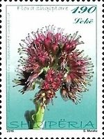 Solenanthus albanicus