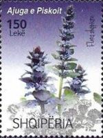 Ajuga Piskoi