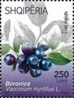 Blueberries