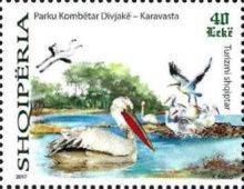 Pelicans
