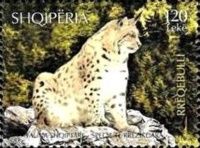 Eurasian Lynx (Lynx lynx)