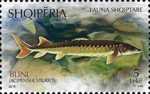 Sturgeon (Acipenser sturio)