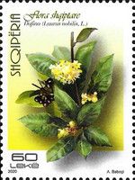 Bay Laurel (Laurus nobilis)