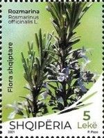 Rosmarinus officinalis L.