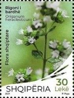 Origanum heracleoticum L.