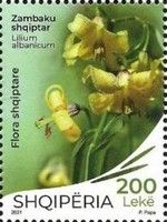 Lilium albanicum