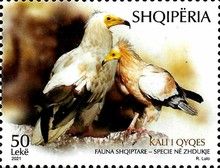 Egyptian vulture (Neophron percnopterus)
