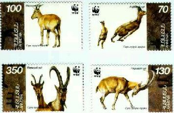 Bezoar Ibex (Capra aegagrus aegagrus)