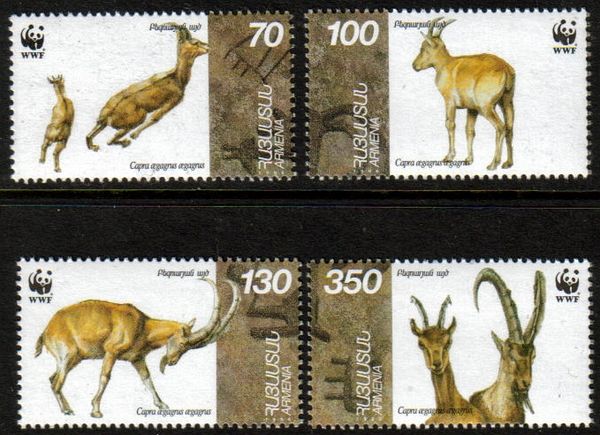 Bezoar Ibex (Capra aegagrus aegagrus)