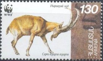 Bezoar Ibex (Capra aegagrus aegagrus)