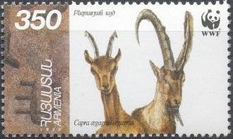 Bezoar Ibex (Capra aegagrus aegagrus)