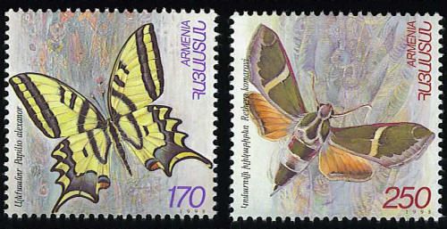 Moth (Rethera komarovi)