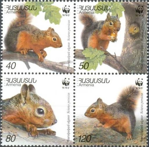 Persian Squirrel (Sciurus persicus)