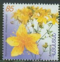 St. John's Wort (Hypericum perforatum)