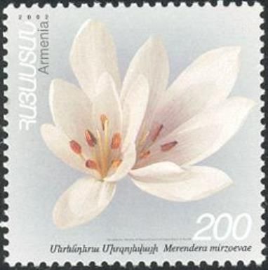Merendera mirzoevae