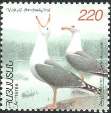 Armenian Gull (Larus armenicus) 