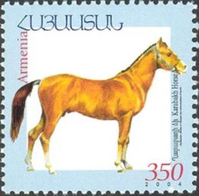 Karabakh Horse (Equus ferus caballus)