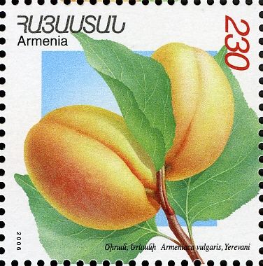 Yerevani Apricots (Armeniaca vulgaris)