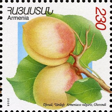 Gevondi Apricots (Armeniaca vulgaris)