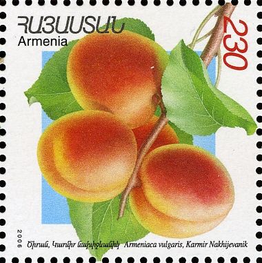 Karmir Nakhidgevanik Apricots (Armeniaca vulgaris)