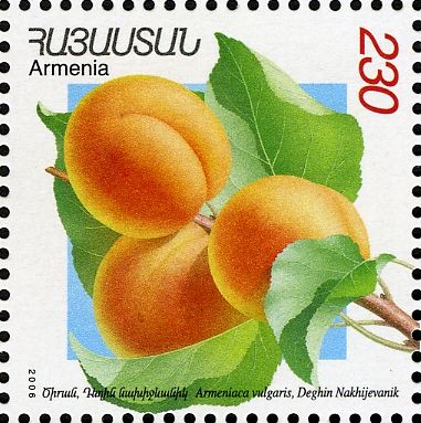 Dekhin Nakhidgevanik Apricots (Armeniaca vulgaris)