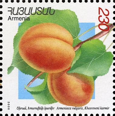 Hosroveni Karmir Apricots (Armeniaca vulgaris)