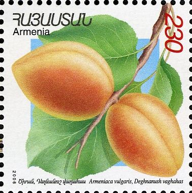 Dhenanush vahaas Apricots (Armeniaca vulgaris)