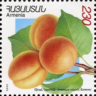 Karmreni Apricots (Armeniaca vulgaris)