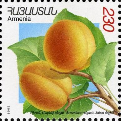 Sateni Dekhin Apricots (Armeniaca vulgaris)