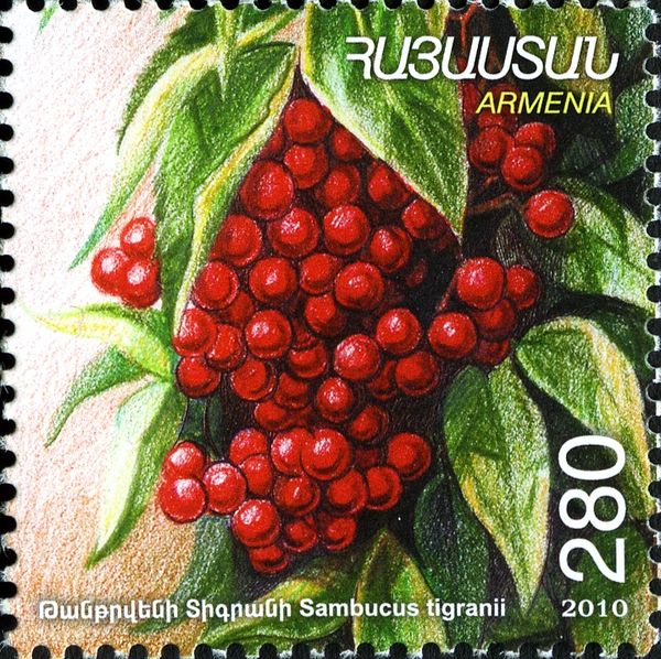 European Red Elder (Sambucus tigranii)