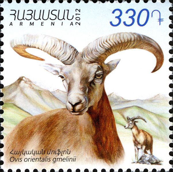 Armenian Mouflon (Ovis orientalis gmelinii)