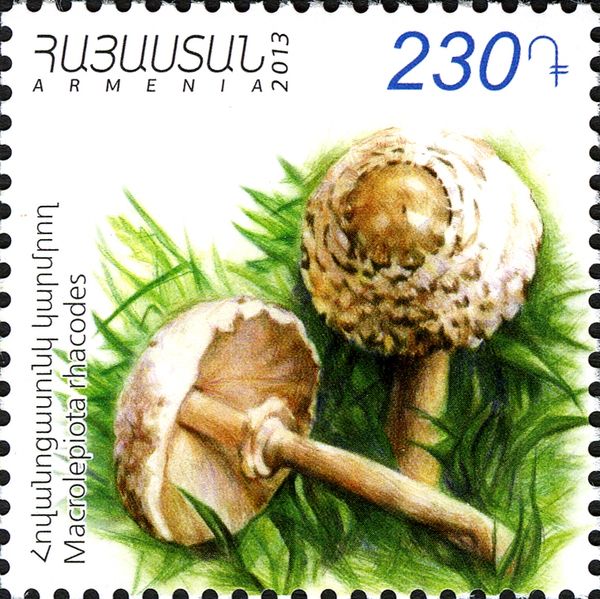 Shaggy Parasol (Macrolepioda rhacodes)
