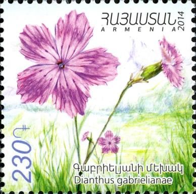 Dianthus gabrielianae