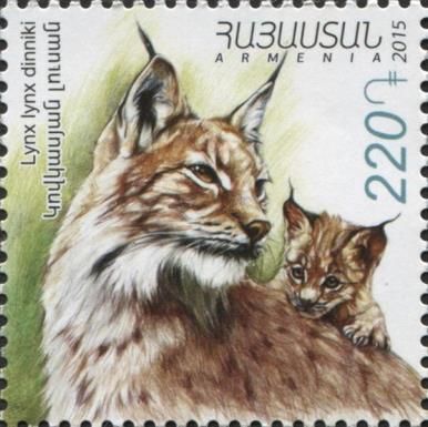 Caucasian Lynx (Lynx lynx dinniki)