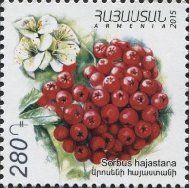 Armenian Whitebeam (Sorbus hajastana)