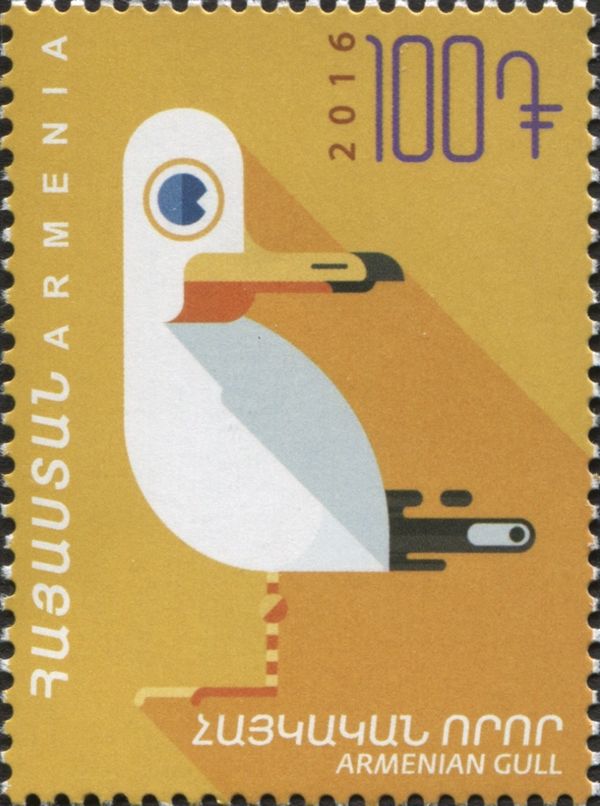 Armenian Gull (Larus armenicus)