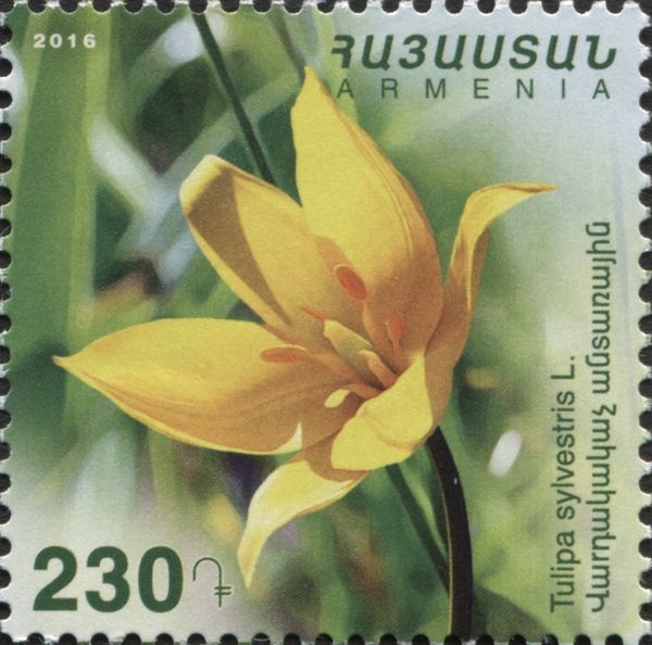 Woodland Tulip (Tulipa sylvestris)