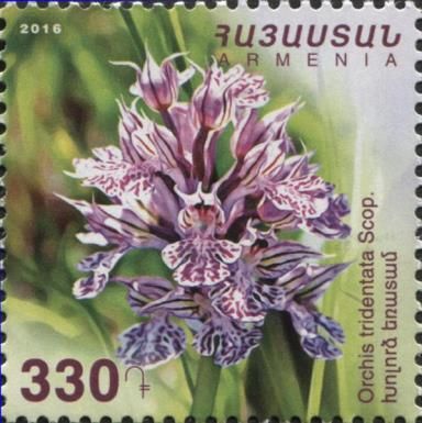 Three-Toothed Orchid (Orchis tridentata)