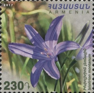 Mountain Amaryllis (Ixiolirion montanum)