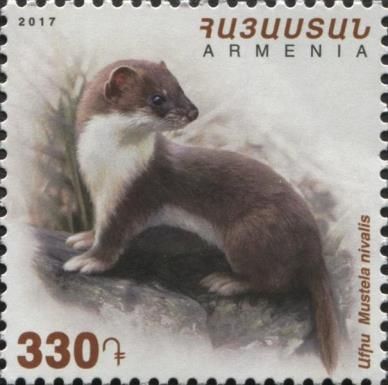 Mouse Weasel (Mustela nivalis)