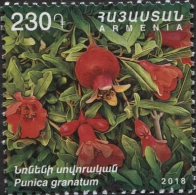 Pomegranate (Punica granatum)