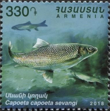Caucasian Scraper (Capoeta capoeta sevangi)